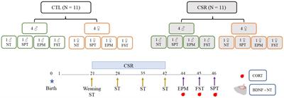 Chronic sleep restriction during juvenility alters hedonic and anxiety-like behaviours in a sex-dependent fashion in adolescent Wistar rats